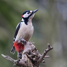 Great Spotted Woodpecker male Dendrocopus major