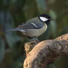 Great Tit Parus major
