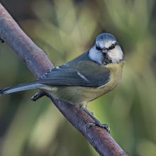 Blue Tit Cyanistes cyanus