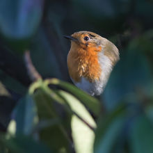 Robin Erithacus rubecula
