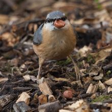 Nuthatch Sitta europaea