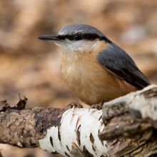 Nuthatch Sitta europaea