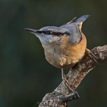 Nuthatch Sitta europaea