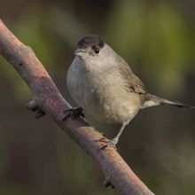 Blackcap sylvia atricapilla