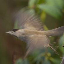 Blackcap sylvia atricapilla