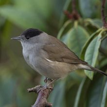 Blackcap male sylvia atricapilla