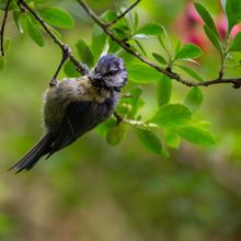 Blue Tits with Jvn Cyanistes cyanus