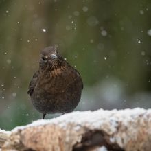 Blackbird female Turdus merula
