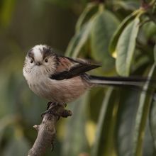 Long Tailed Tit Aegithalos caudatas