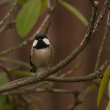 Coal Tit Periparus Ater