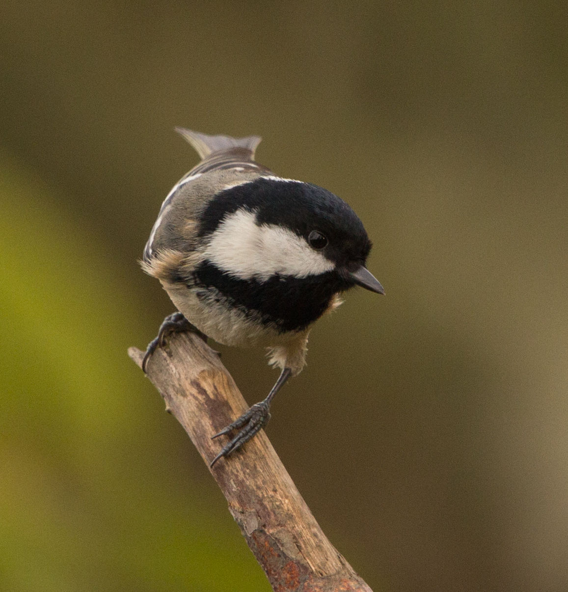 Arthur Beyless Photography Coal Tit Periparus Ater