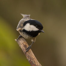 Coal Tit Periparus ater