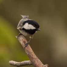 Coal Tit Periparus Ater