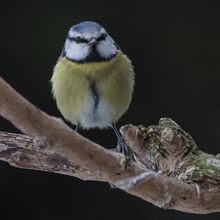 Blue Tit Cyanistes cyanus