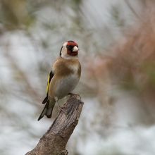 Goldfinch Carduelis carduelis