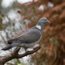 Wood Pigeon Columba palumbus