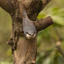 Nuthatch Sitta europaea