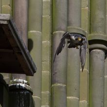 Pregrine Falcon male Falco peregrinus