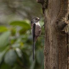 Long Tailed Tit Aegithalos caudatas
