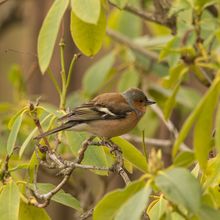 Chaffinch Frigigilla coelebs