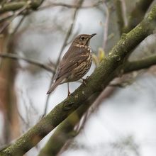 Mistle Thrush Turdus philomelos