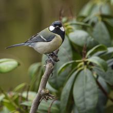 Great Tit Parus major