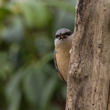 Nuthatch Sitta europaea