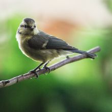 Blue Tit Jvn Cyanistes Cyanus