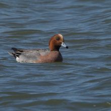 Pochard Aythya ferina