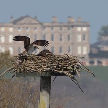 Osprey Pandion haliaetus