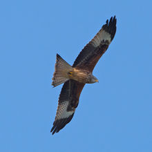Red Kite Milvus milvus