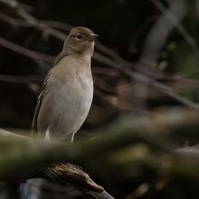 Chaffinch female Fingilla coelebs