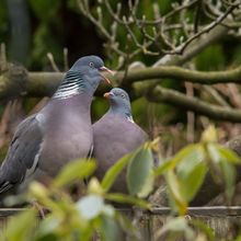 Wood Pigeon Columba palumbus