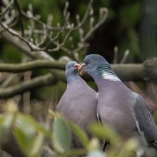 Wood Columba palumbus