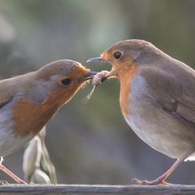 Robin Enthacus rubecula