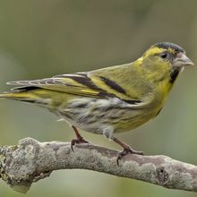 Siskin Carduelis spinus