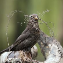 Blackbird female Turdus merula
