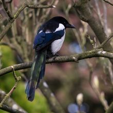 Magpie Pica pica