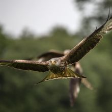 Red Kite Milvus milvus