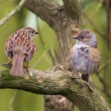 Dunnock Prunella modularis