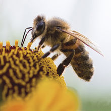 Bee? xxxx xxxx