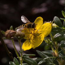 Hoverfly xxxx xxxx