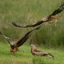 Red Kite Milvus milvus