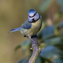 Blue Tit Cyanistes cyanus