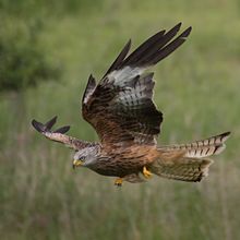 Red Kite Milvus milvus