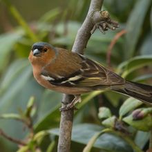 Chaffinch Fringillia coelebs