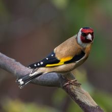 Goldfinch Carduelis carduelis
