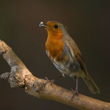 Robin Erithacusc rubecula