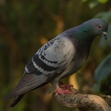 Feral Pigeon Columba livia
