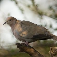 Collared Dove Streptopelia dacaocto